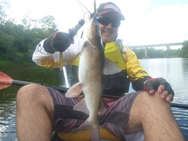 53cm Catfish