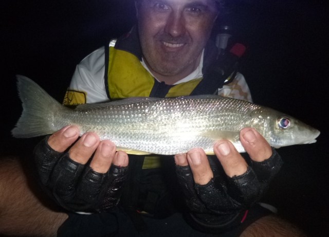 A 38cm Whiting caught on Yabbies