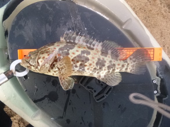 37cm Cod